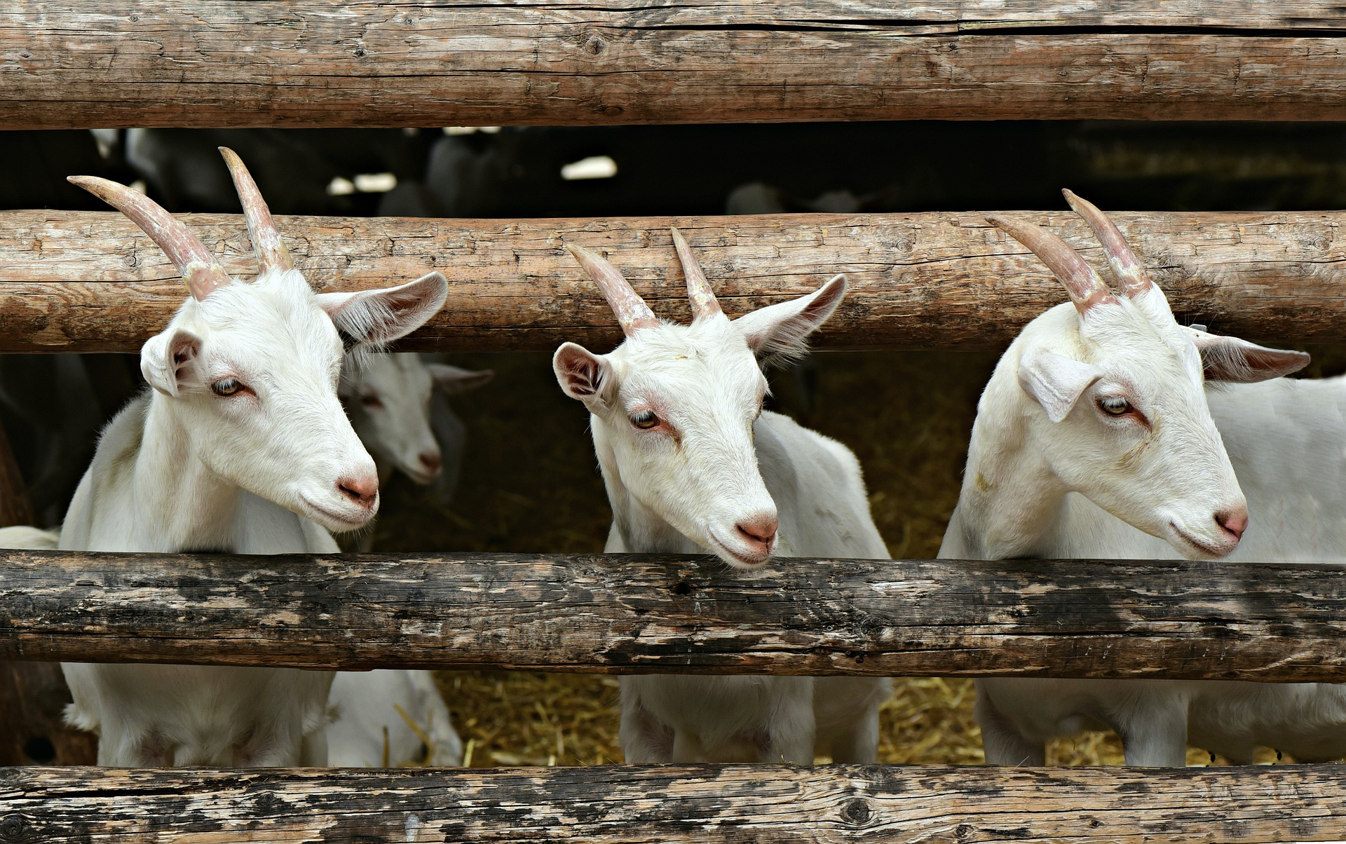 Goats and Uniforms? Oh My!