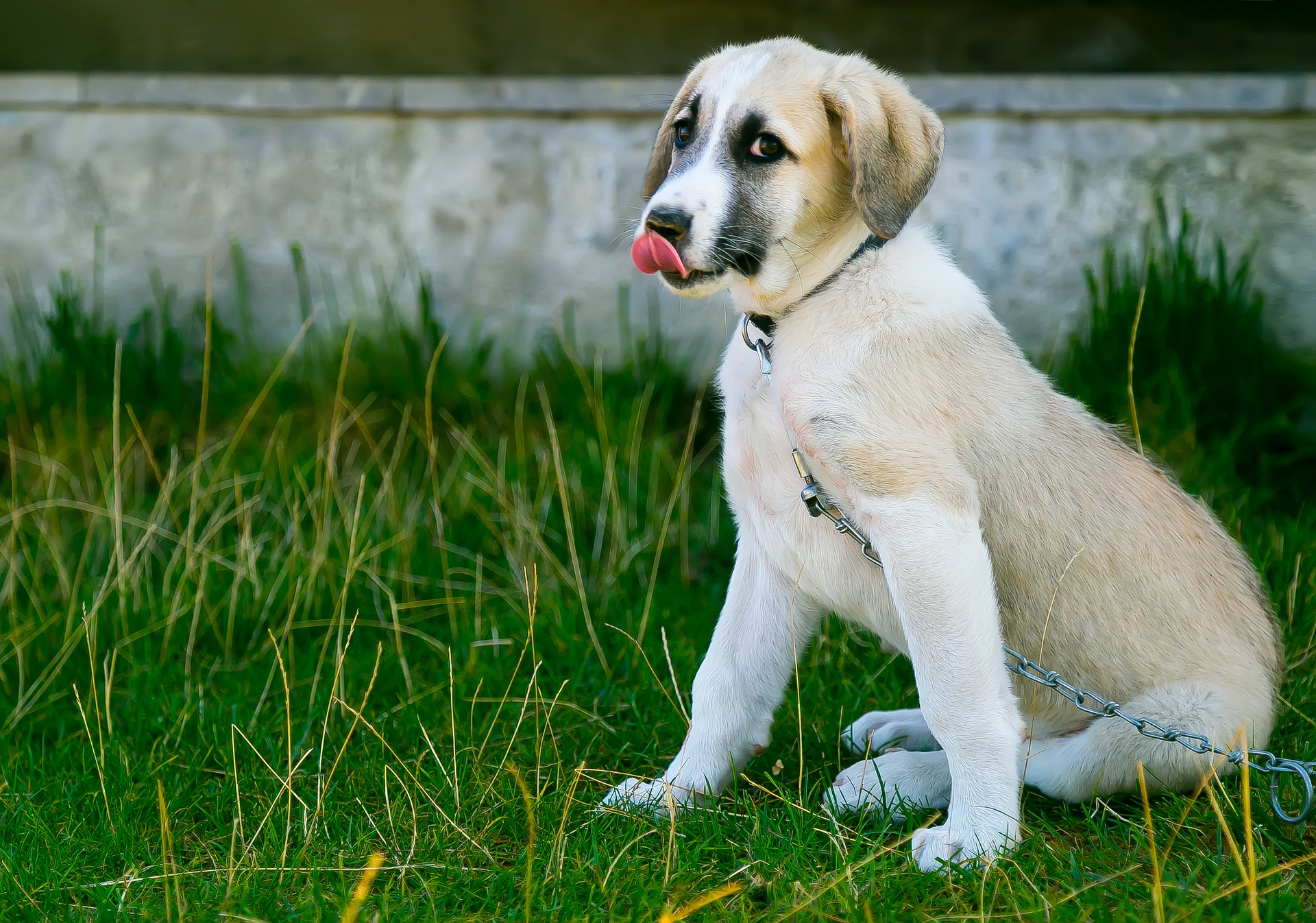 Cute dog, Image by Isa KARAKUS from Pixabay