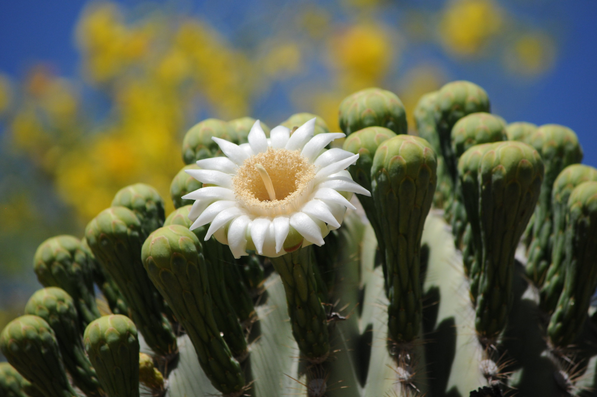Saguaro bloom, Image by Andy Blacklidge hockeyholic at Flickr